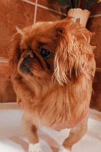 Simone Montagne's pet named Coco vd Berg